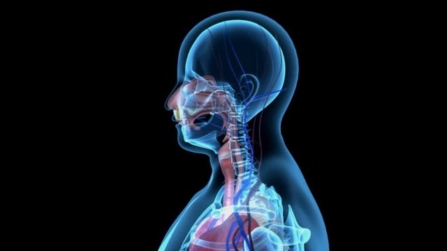 Human Respiration 4K