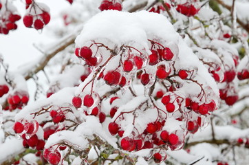 Branches of hawthorn with berries covered with ice and snow after freezing rain and snowfall