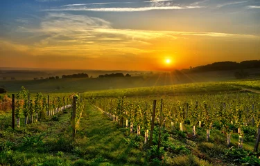 Rolgordijnen wijngaard Bergerac twee © thieury
