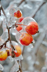 Apples covered with ice after freezing rain closeup © koromelena