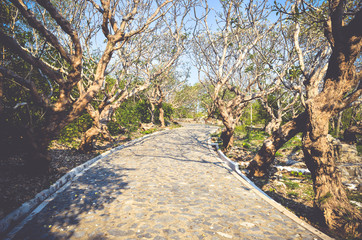 Walkway under plumeria tree. Toned vintage effect