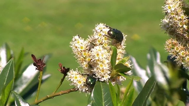 Goldgl&auml;nzende Rosenk&auml;fer krabbeln auf den Bl&uuml;ten des Kirschlorbeer
