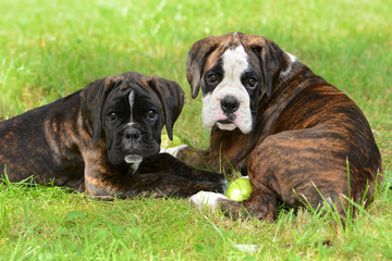Boxerwelpen 192 © K.-U. Häßler