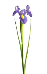 iris flower on white