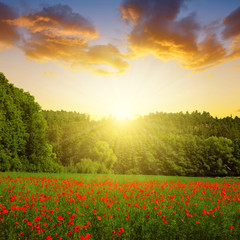 Obraz premium Spring landscape with poppy field at sunset.