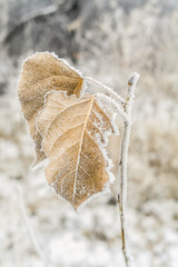 frozen leafs in winter landscape 