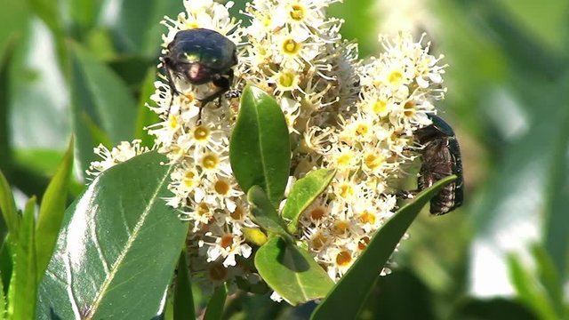Goldgl&auml;nzende Rosenk&auml;fer krabbeln auf den Bl&uuml;ten des Kirschlorbeer