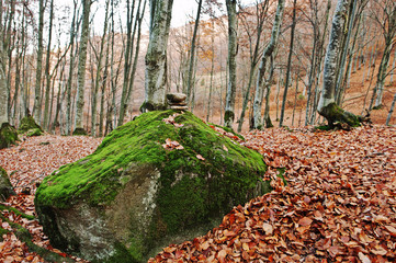 Zen stones on big stone with moss on autumn forest.