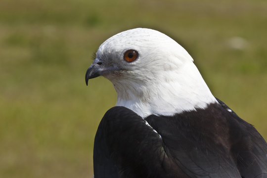 Closeup of a swallow tailed kite