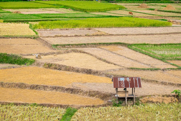 Hut among rice field in Nan province of Thailand