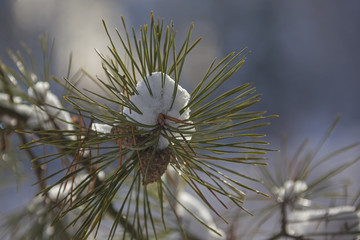Close-up of snowy pine branch with pinecones