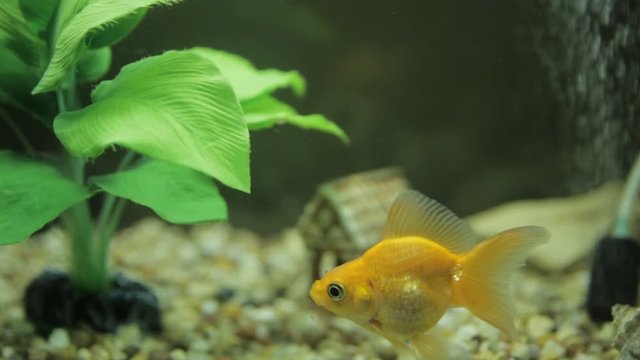 Goldfish in an aquarium and green