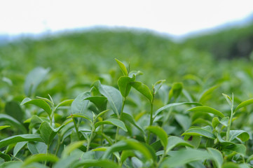 green tea plantation leaf