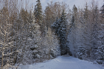 Road through snowy forest tunnel, Russian winter