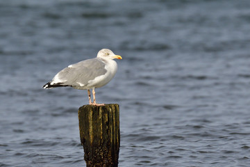 Silbermöwe auf Buhne