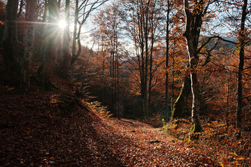 Autumn forest scenery with rays of warm light illumining the gol