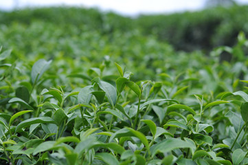green tea plantation leaf
