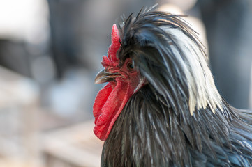 rooster decorative portrait