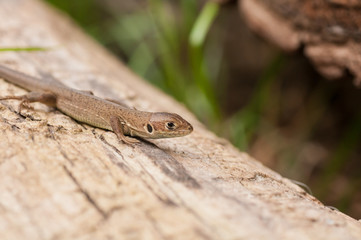 lizard on the tree