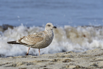 Obraz premium Juvene Silbermöwe