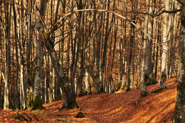 Forest with stones and red fallen leaves on sunlight wood.