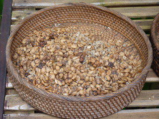 Heap of wild Asian palm civet feces with fermented half digested coffee berries - raw material for...