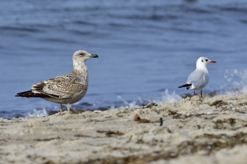 Juvene Silbermöwe und Lachmöwe