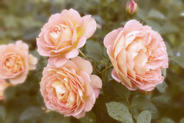 Old english roses with filter effect retro vintage style.Soft focus and blurred.