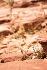Wild grass in Red Rock Canyon