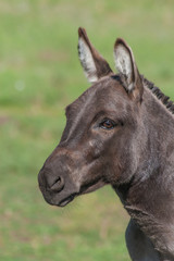 Cute Miniature Donkey