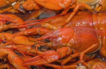 red boiled crawfish