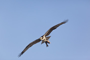 Ospry in flight with fish