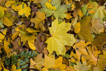 Yellow fallen autumn leaves