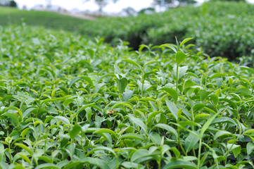 Fototapeta na wymiar green tea leaf