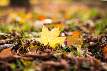 Yellow fallen autumn leaves