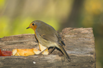 Closeup of robin on a tree. Robin to the manger. Pettirosso su ramo di un albero, pettirosso alla...