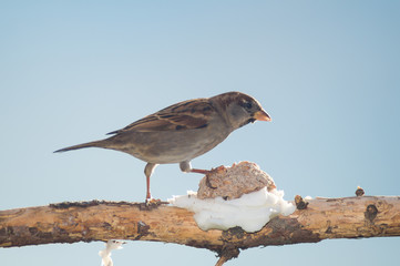 Sparrow eat to the manger on a tree. Passero mangia alla mangiatoia