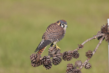 American kestral on pinecones in a pine tree