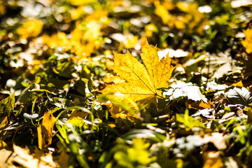 Yellow fallen autumn leaves