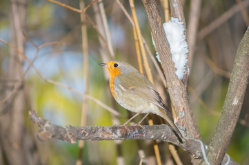 Closeup of robin on a tree. Robin to the manger. Pettirosso su ramo di un albero, pettirosso alla mangiatoia