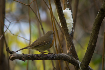Closeup of robin on a tree. Robin to the manger. Pettirosso su ramo di un albero, pettirosso alla...
