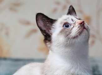 .Kitten with multi-colored nose.Focus concept.
