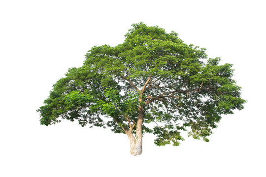 Fototapeta Albizia lebbeck big tree isolated
