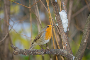 Obraz premium Closeup of robin on a tree. Robin to the manger. Pettirosso su ramo di un albero, pettirosso alla mangiatoia