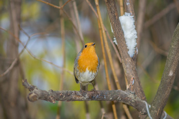 Closeup of robin on a tree. Robin to the manger. Pettirosso su ramo di un albero, pettirosso alla mangiatoia