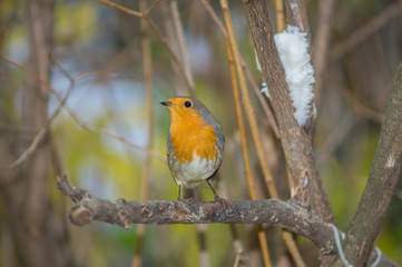 Closeup of robin on a tree. Robin to the manger. Pettirosso su ramo di un albero, pettirosso alla mangiatoia
