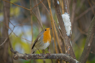 Closeup of robin on a tree. Robin to the manger. Pettirosso su ramo di un albero, pettirosso alla mangiatoia