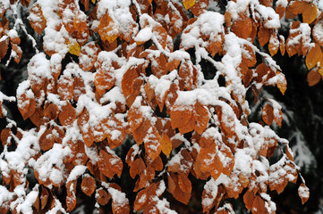 snowy beech foliage