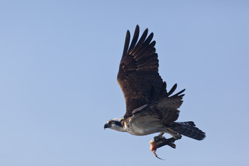 Osprey in flight with half eaten fish
