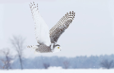 Snowy owl (Bubo scandiacus) hunting over a snow covered field in Canada